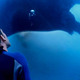 Illustration for article titled Court Has Upheld OSHAs Finding Against SeaWorld